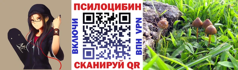 Купить закладки  Медногорск  Галлюциногенные грибы Cubensis 